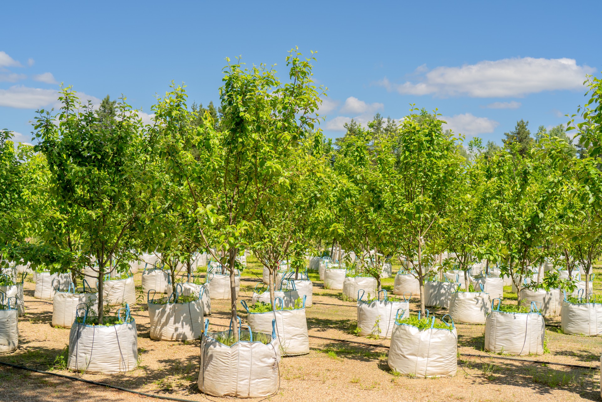 Tree seedlings for sale.