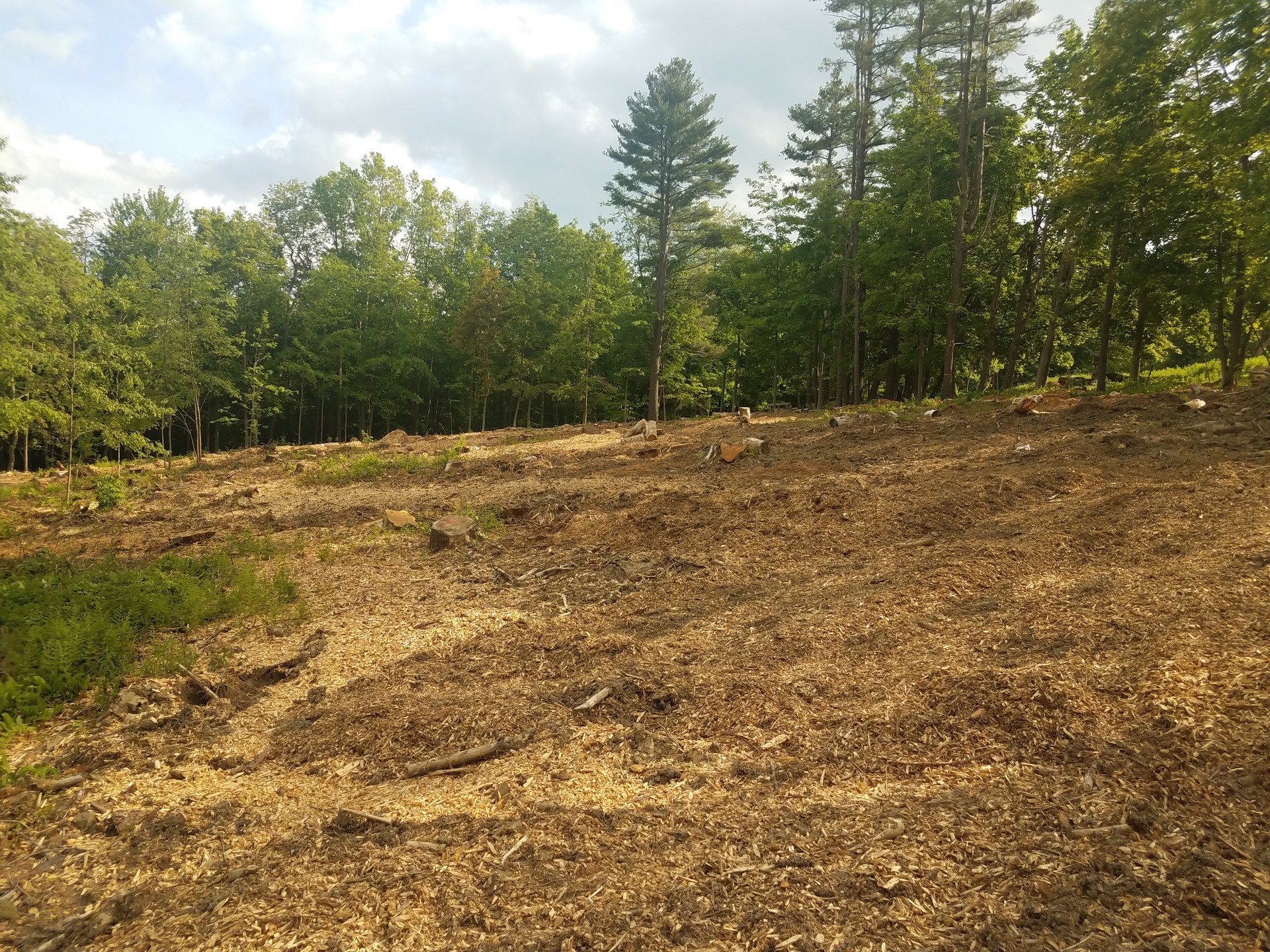 forest or woods cut down with brown wood chips or mulch