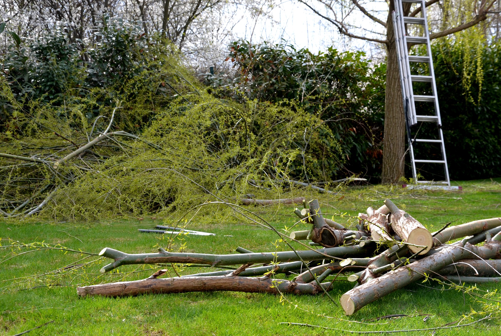 workplace in the garden, where the size of the weeping willow crown supported by an aluminum ladder from which the gardener can easily